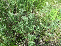 Vincetoxicum sibiricum