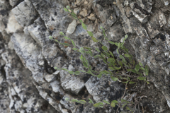 Vicoa albertoregelia