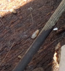 Carychium