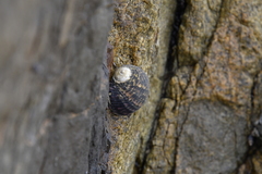 Nerita versicolor