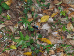 Junonia orithya orithya