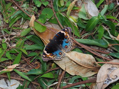 Junonia orithya orithya