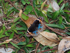 Junonia orithya orithya