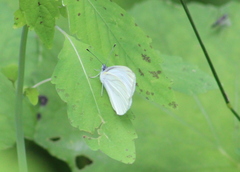 Pieris oleracea