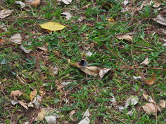 Junonia orithya orithya