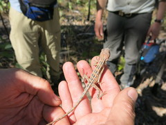 Diporiphora jugularis