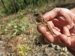 Diporiphora jugularis