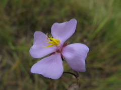 Osbeckia chinensis