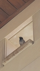 Acridotheres tristis