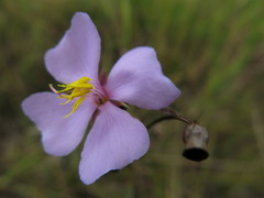 Osbeckia chinensis