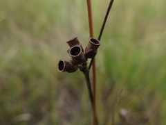 Osbeckia chinensis