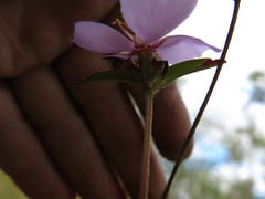 Osbeckia chinensis
