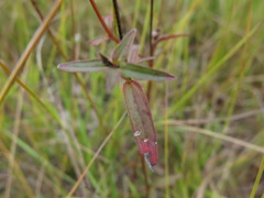 Osbeckia chinensis