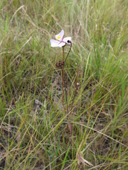 Osbeckia chinensis