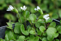 Ourisia modesta