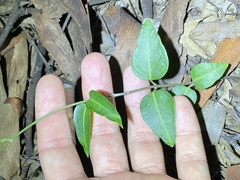 Leichhardtia coronata