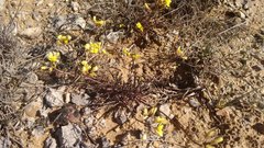 Brassica repanda saxatilis