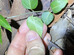 Leichhardtia coronata