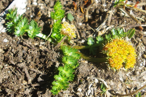 Eastwood's podistera (Podistera eastwoodiae)