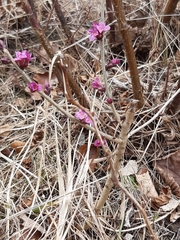 Daphne mezereum