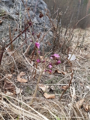 Daphne mezereum