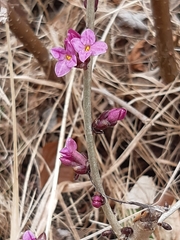 Daphne mezereum