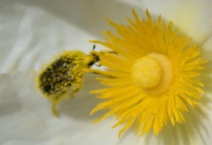 Tropinota squalida