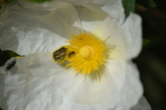 Tropinota squalida