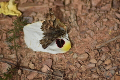 Carcharodus tripolina