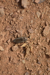 Sphenoptera gemmata