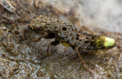 Ontholestes cingulatus