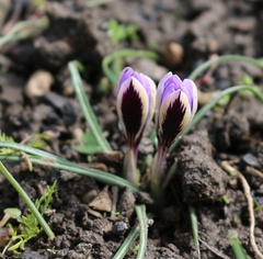 Crocus minimus