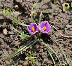 Crocus minimus