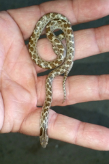 Hypsiglena ochrorhynchus