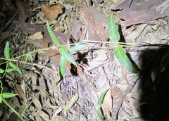 Leichhardtia coronata