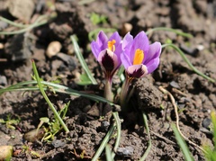 Crocus minimus