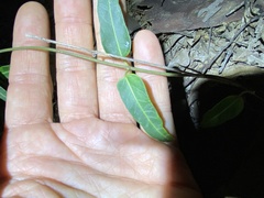 Leichhardtia coronata