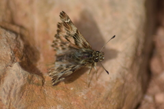 Carcharodus tripolina