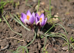 Crocus minimus