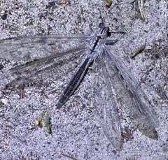Heoclisis fundata