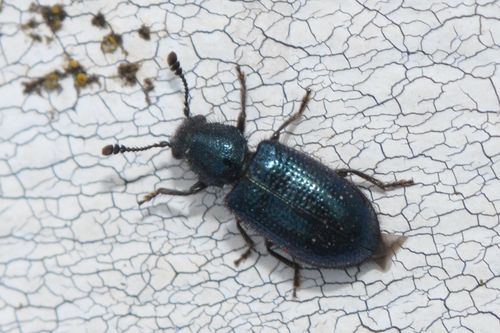 Violet Checkered Beetle photo 3