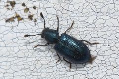 Necrobia violacea