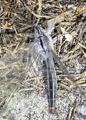 Heoclisis fundata