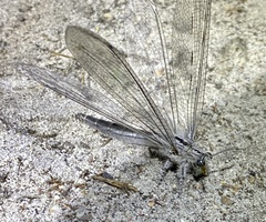 Heoclisis fundata