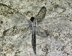 Heoclisis fundata