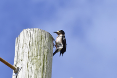 Melanerpes portoricensis