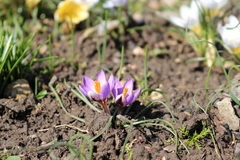 Crocus minimus