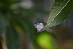 Spalgis lemolea lemolea