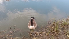 Branta canadensis