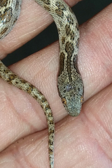 Hypsiglena ochrorhynchus